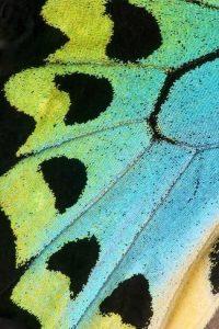 butyterfly wing